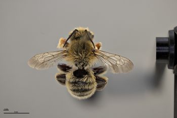 Media type: image;   Entomology 610875 Aspect: habitus dorsal view